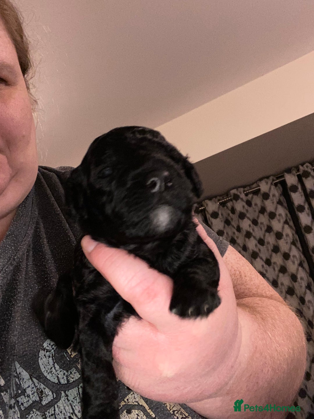 Toy Poodle dogs for sale: Beautiful Toy Poodle Pups  - Advert 18