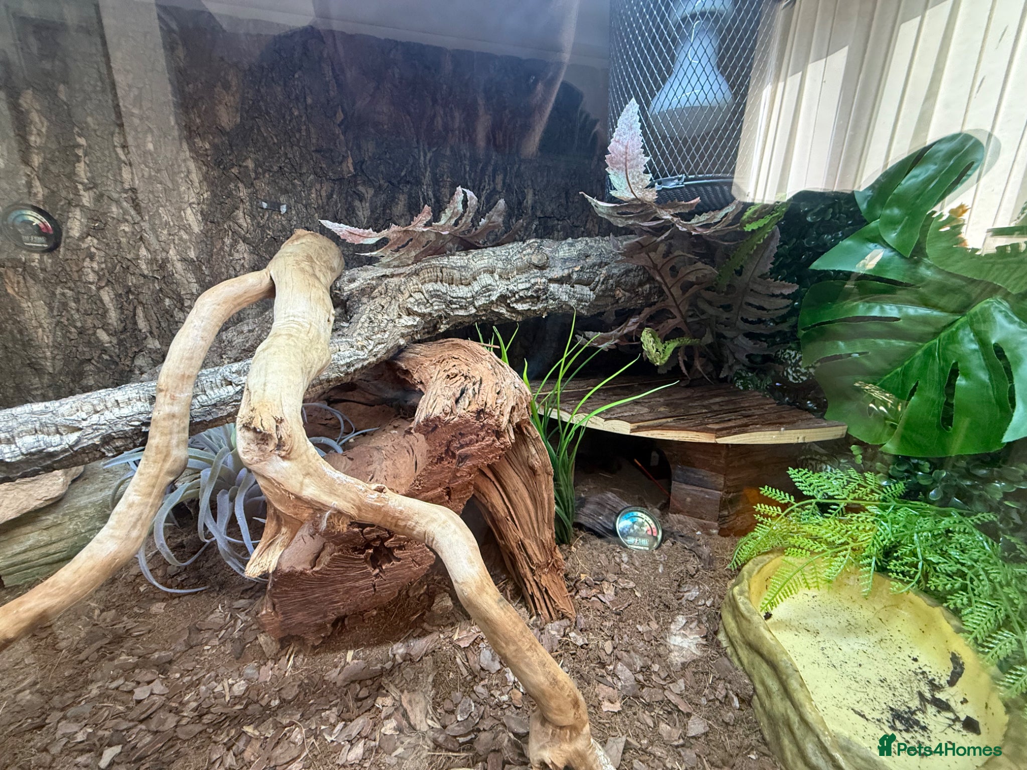 Python Snake reptiles Royal / ball python  - Advert 1