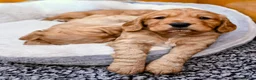Cocker Spaniel dogs for sale: Gorgeous golden cocker spaniel  - Advert 7