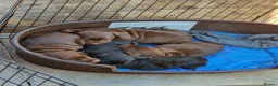 Sprocker dogs for sale: Sprocker pups. Beautiful lovely pups ready NOW in Worcester - Advert 8