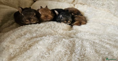 Netherland Dwarf rabbits - Advert 6