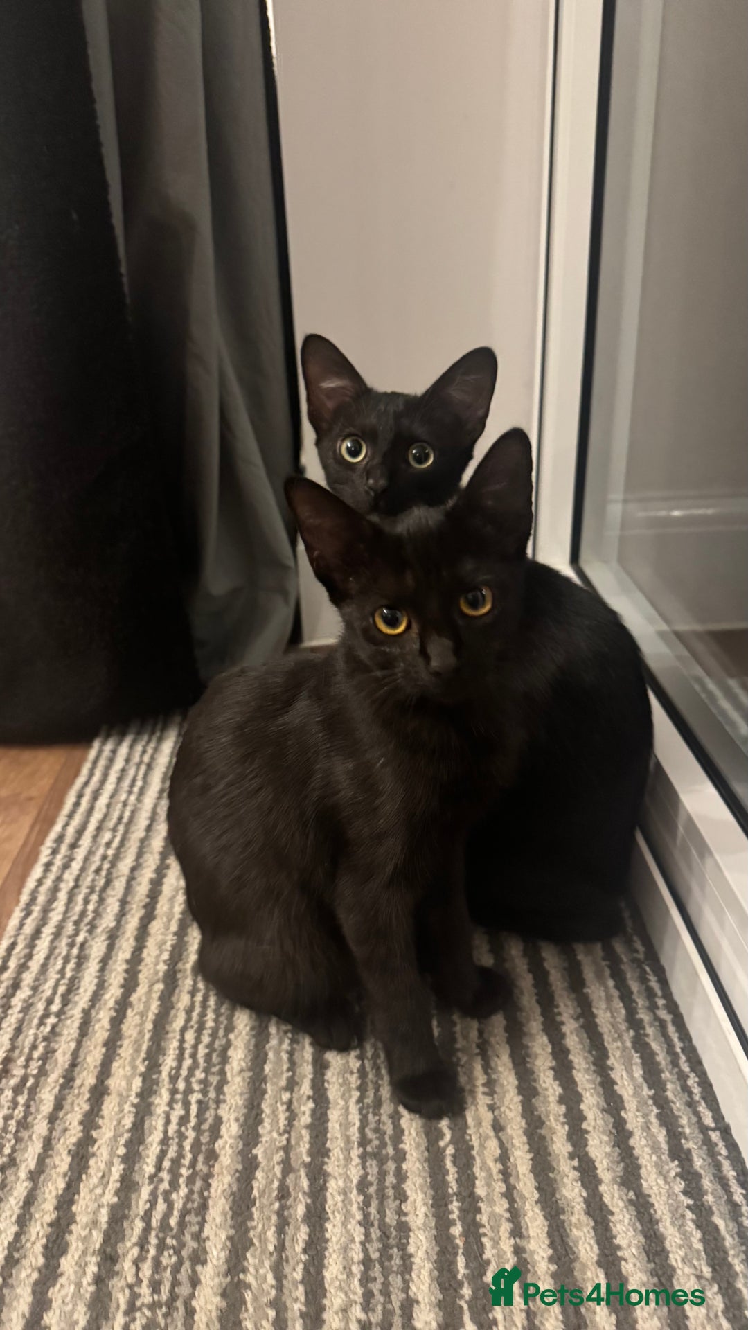 Mixed Breed cats for sale: 6 month old black mixed oriental Boy  - Image 3