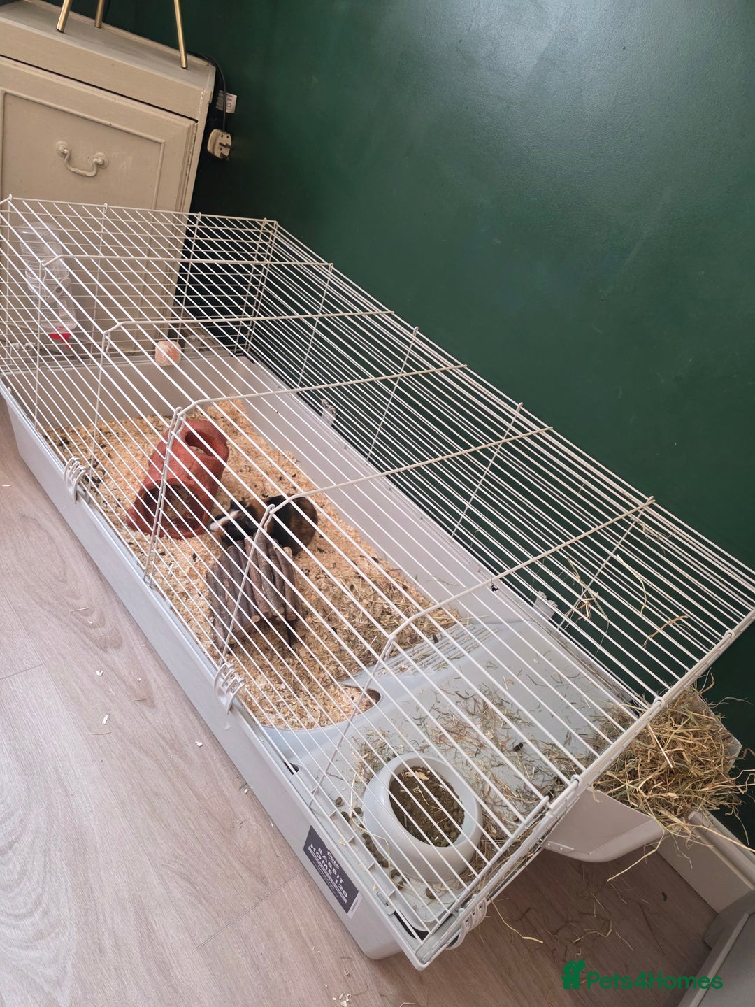 Guinea Pig rodents for sale: X2 Male Guinea Pigs - Advert 1