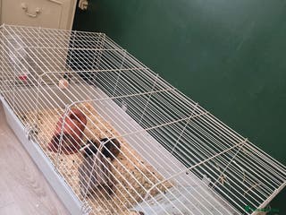 Guinea Pig rodents for sale: X2 Male Guinea Pigs - Advert 1