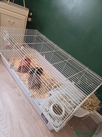 Guinea Pig rodents X2 Male Guinea Pigs - Advert 1