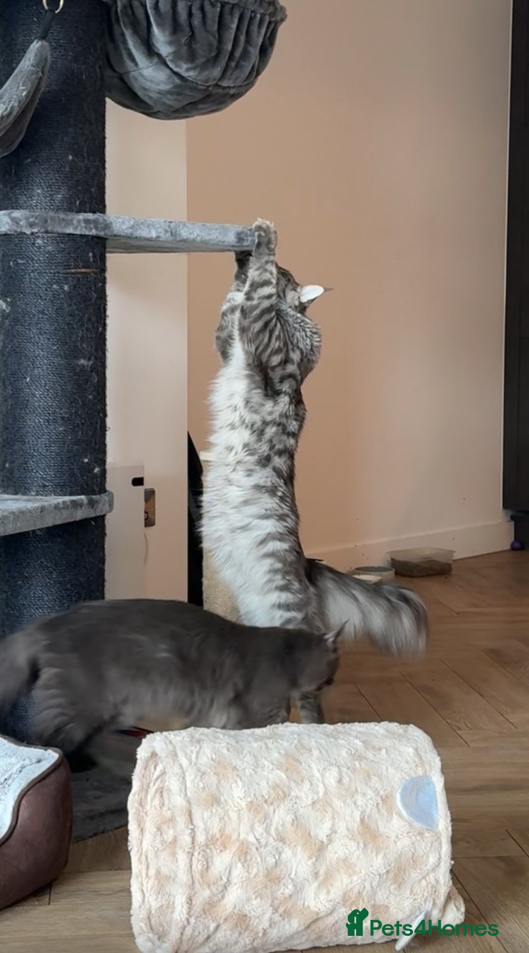 Maine Coon cats for sale: maine coon kittens  - Image 9