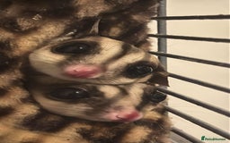 Sugar Glider rodents for sale: 3 Sugar Gliders with cage + accessories  - Image 5