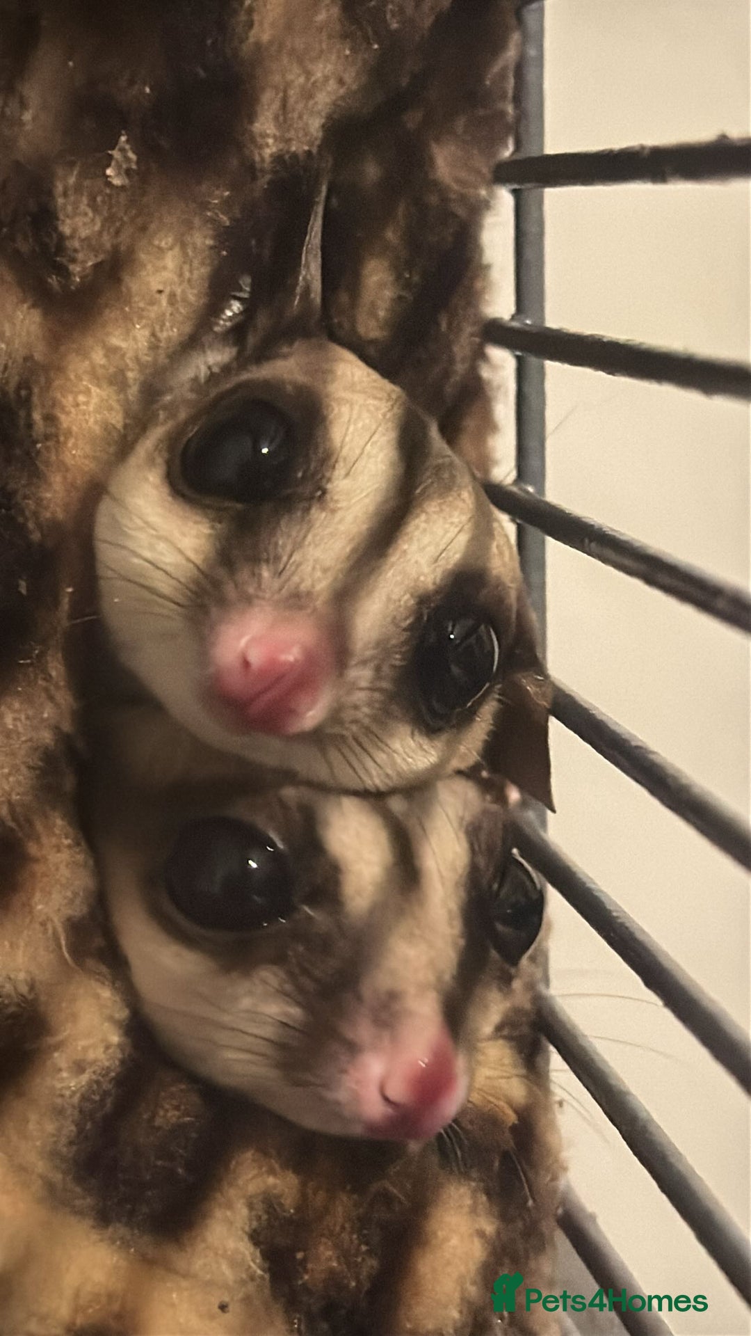 Sugar Glider rodents for sale: 3 Sugar Gliders with cage + accessories  - Image 5