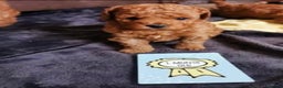 Toy Poodle dogs for stud: Extensively DNA Health Tested Deep Red Toy Poodle in Mansfield - Advert 2