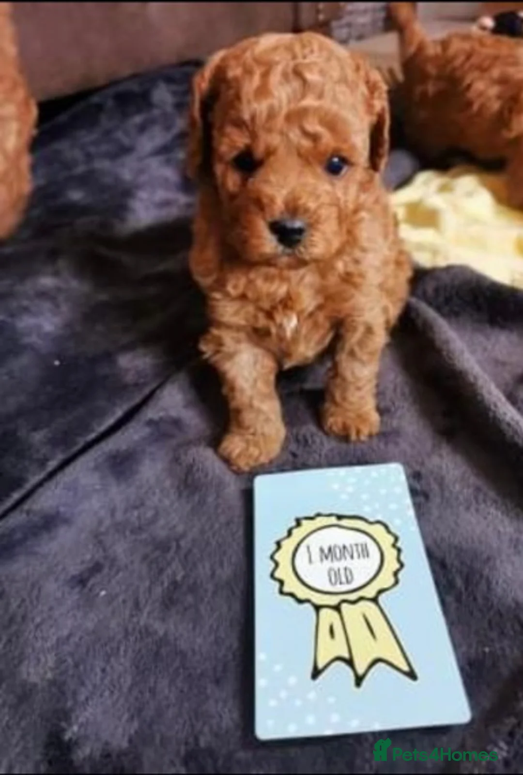 Toy Poodle dogs for stud: Extensively DNA Health Tested Deep Red Toy Poodle in Mansfield - Advert 2