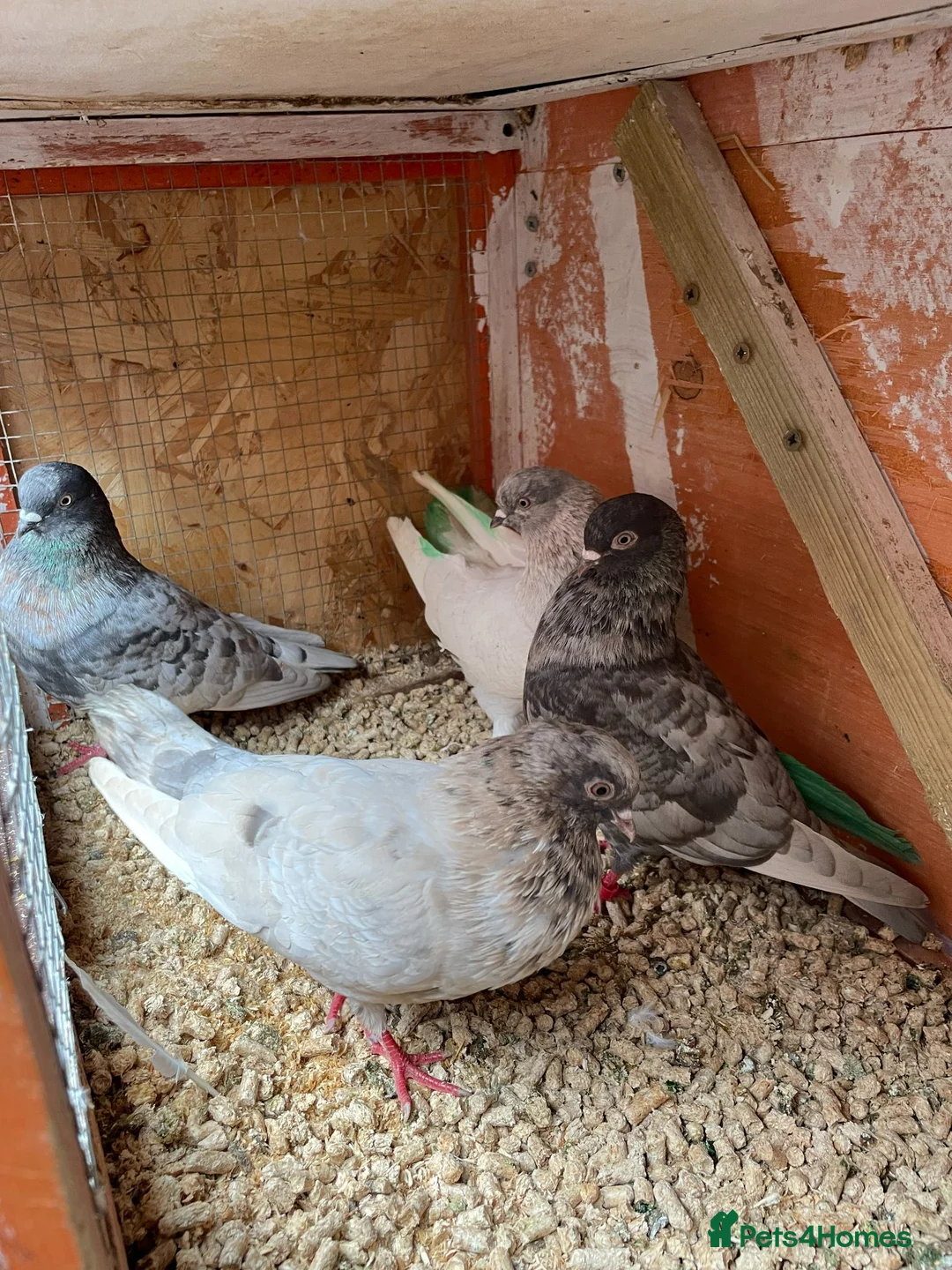 Pigeons birds for sale: Tumbler pigeons for sale - Advert 1