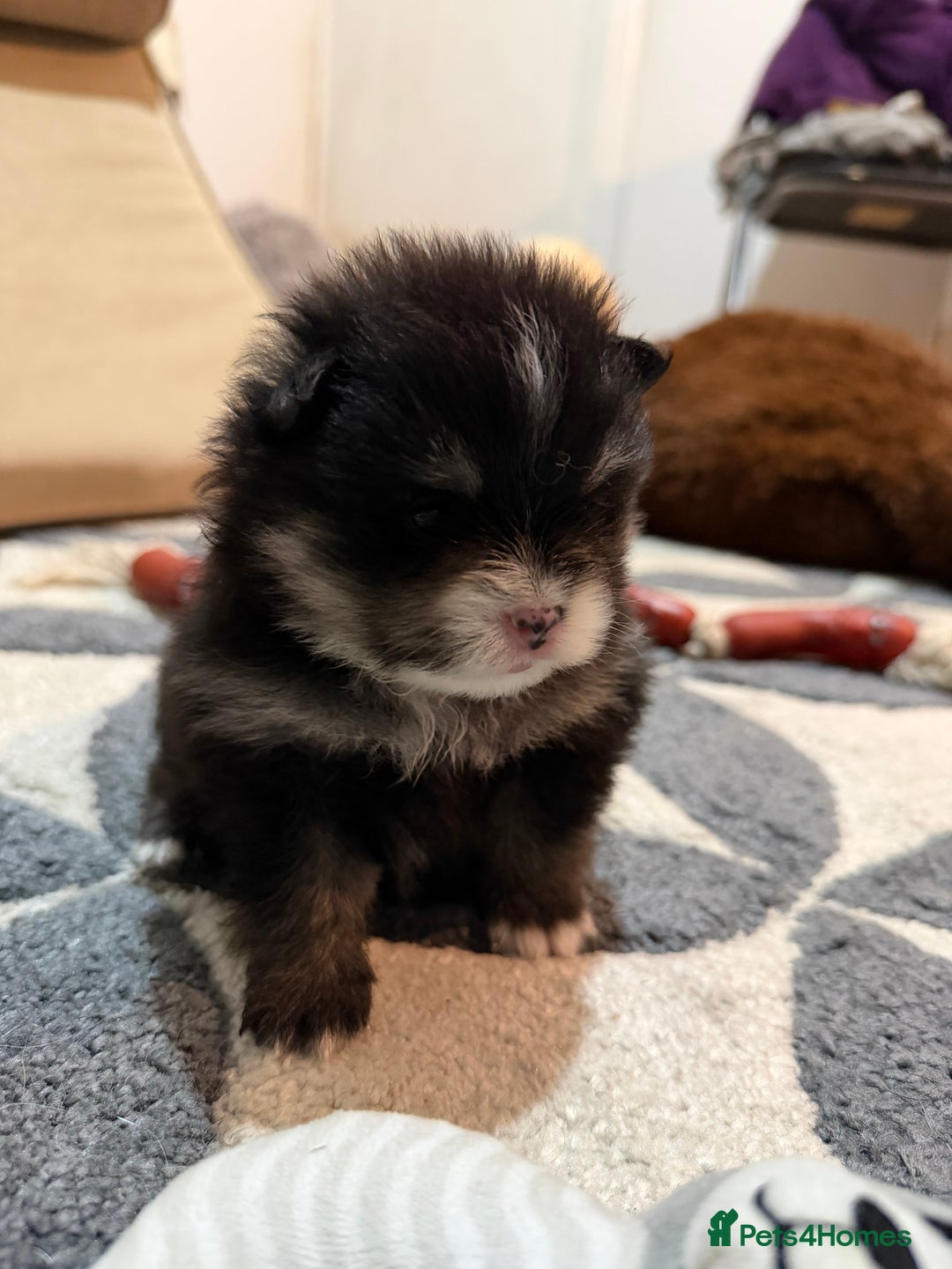 Pomeranian dogs for sale: EXTRA SMALL POMERANIAN PUPPIES  - Advert 11