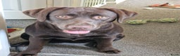 Labrador Retriever dogs for adoption: Cookie - Advert 2