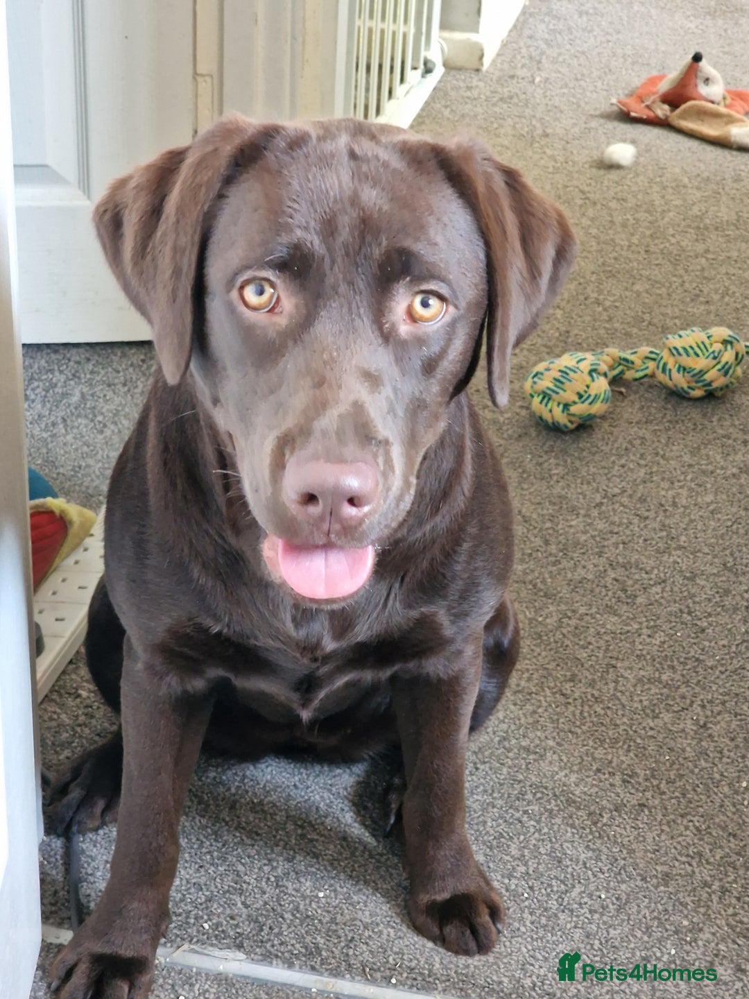 Labrador Retriever dogs for adoption: Cookie - Advert 2