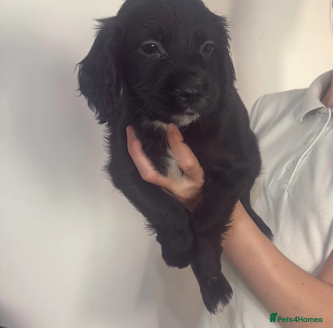 Cocker Spaniel dogs for sale: Cocker spaniel boy ready to leave Thursday  - Advert 1