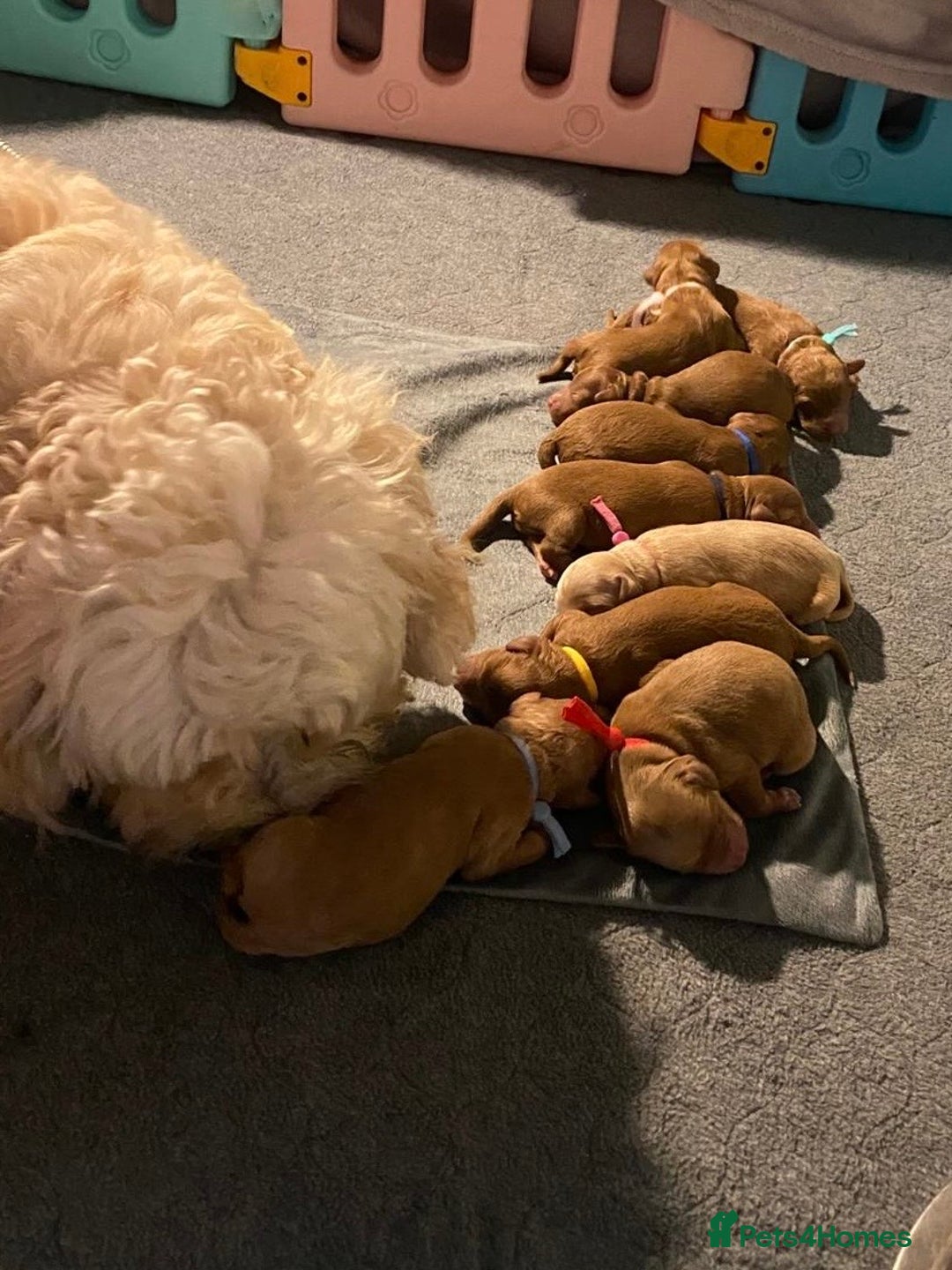 Cavapoochon dogs for sale: 5 ⭐️ LICENSED BREEDER HEALTH TESTED CAVAPOOCHONS - Advert 36