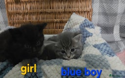 Mixed Breed cats for sale: Beautiful kittens  - Image 11