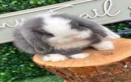 Mini Lop rabbits for sale: 🌟 mini lop babies 🌟 - Image 10