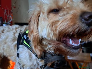 Cockapoo dogs The puppies are cockapoo - Advert 13