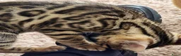 Bengal cats for sale: Beautiful female bengal - Advert 5