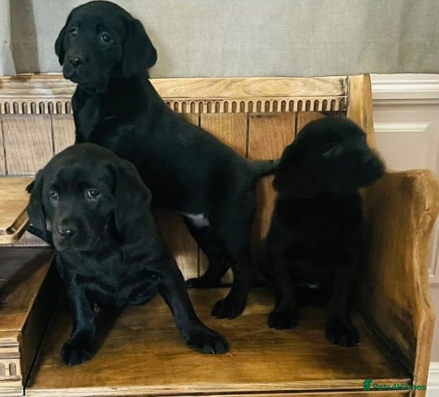 Labrador Retriever dogs KC Labradors puppies  - Advert 7