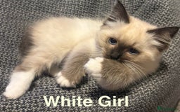 Ragdoll cats for sale: Ragdolls kittens- - Advert 8
