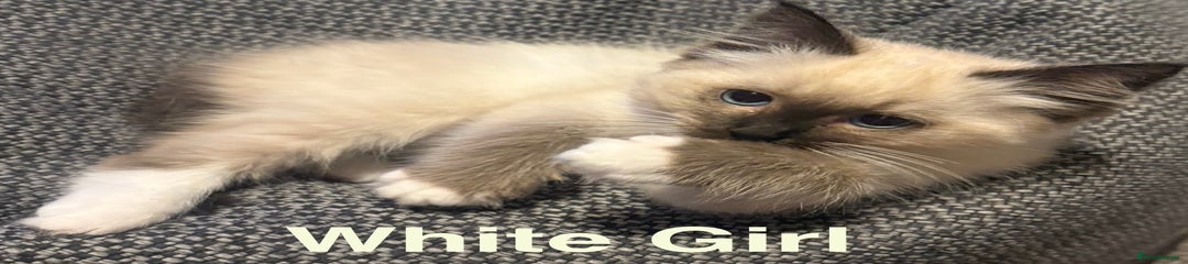 Ragdoll Kitten 2