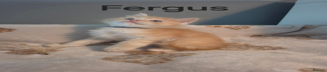 Fergus