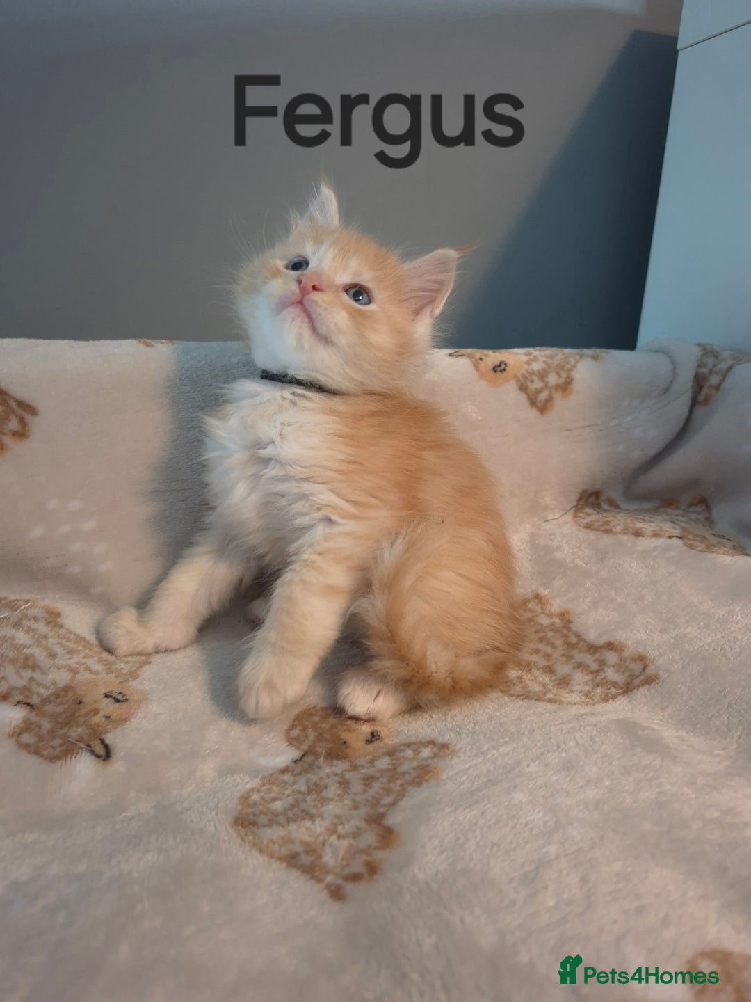 Maine Coon cats for sale: Gorgeous maine coon kittens - Image 13