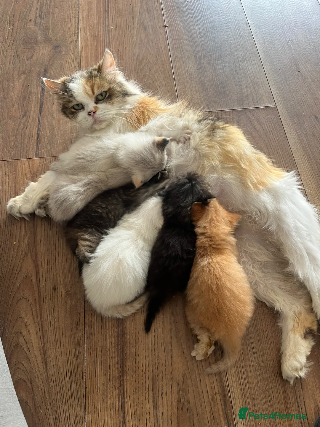 Mixed Breed cats for sale: Ragdoll cross Maine coon/exotic Persian  in Harlow - Advert 1