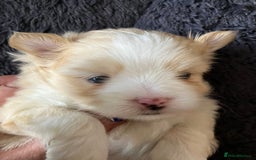 Mixed Breed dogs for sale: Pomeranian Puppies - £1,500 each - Image 16