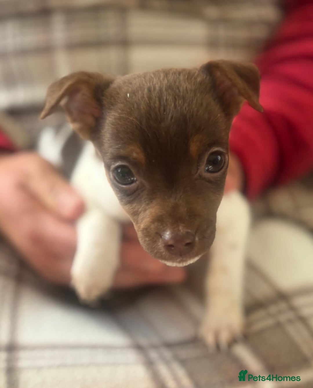 Mixed Breed dogs for sale: Jack Russell terrier puppies  - Image 7