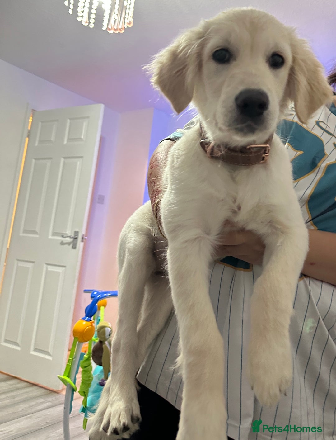 Golden Retriever dogs for sale: Golden retriever  - Advert 1