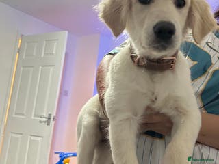 Golden Retriever dogs Golden retriever - Advert 7