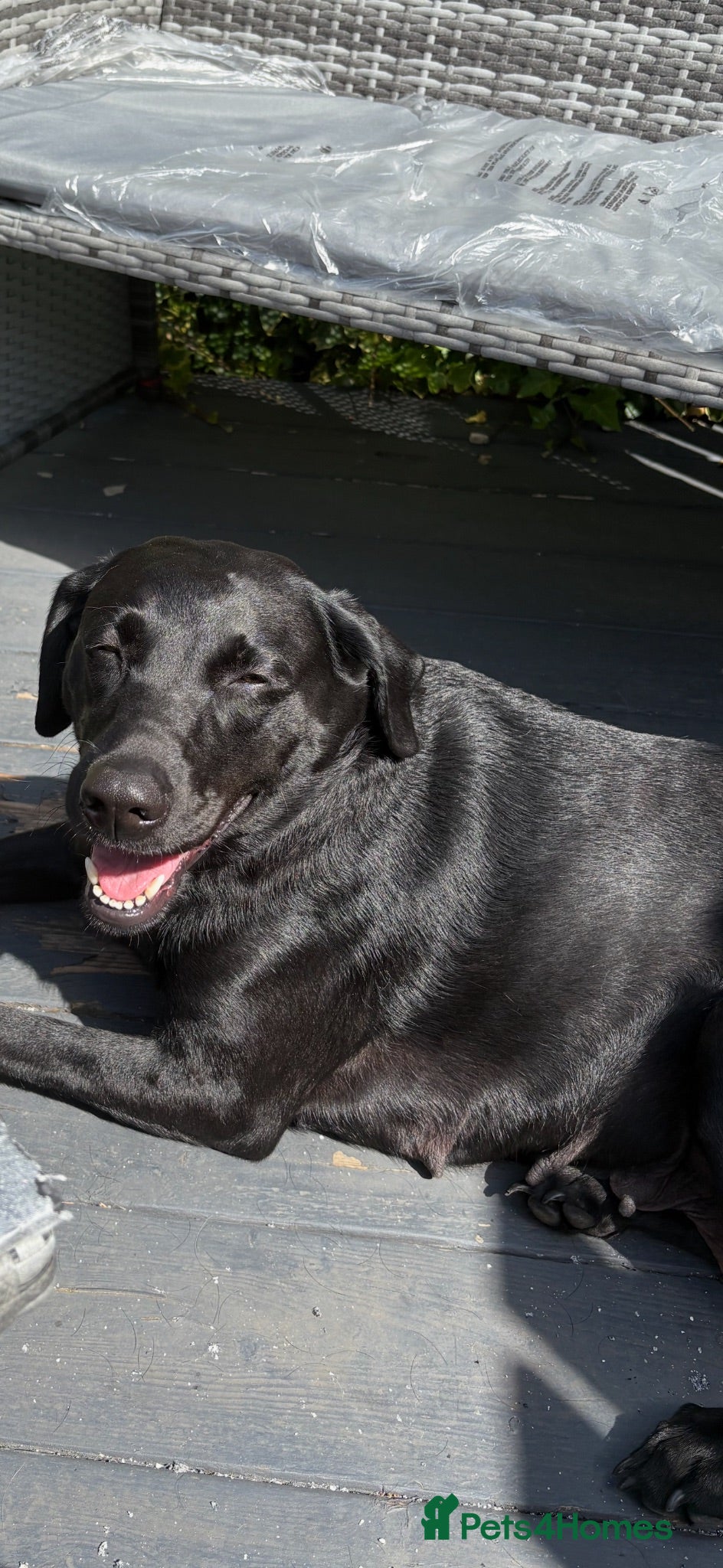 Labrador Retriever dogs LABRADOR PUPIES - Advert 2