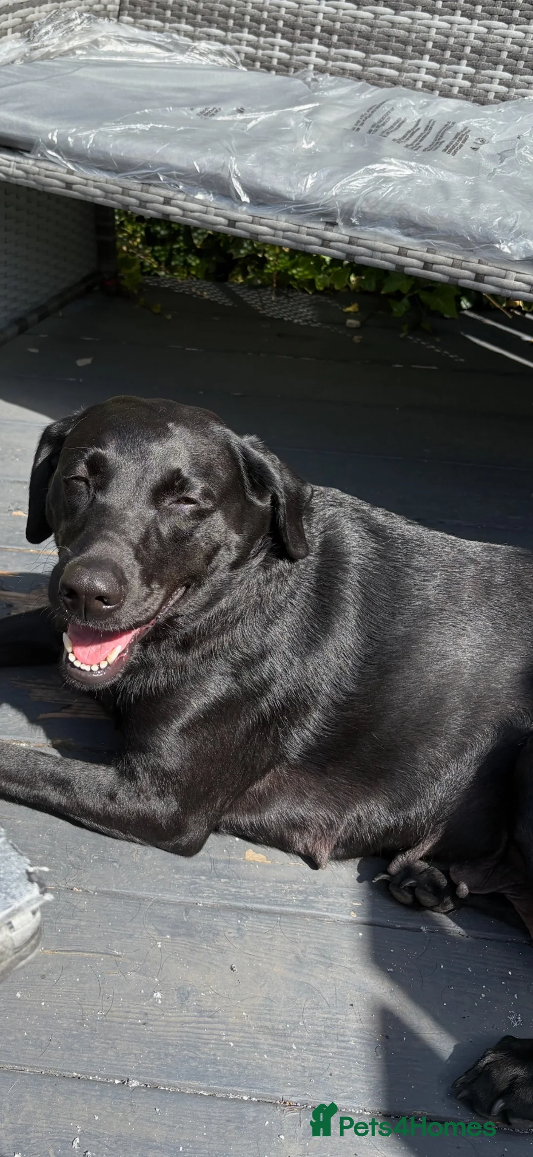 Labrador Retriever dogs for sale: LABRADOR PUPIES in Haddington - Advert 1