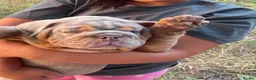 English Bulldog dogs for sale: 🤍Bulldog Lilac merle tri🤍 - Advert 2