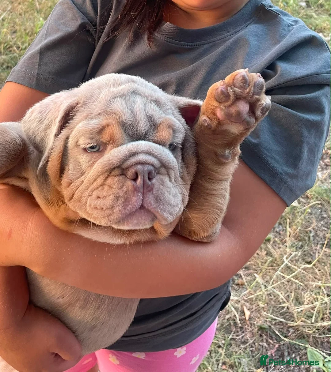 English Bulldog dogs for sale: 🤍Bulldog Lilac merle tri🤍 - Advert 2