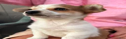 Mixed Breed dogs for sale: JackShitawowas in Poole - Advert 3