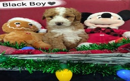 Cockapoo dogs for sale: * 1 Left* Beautiful Unique Cockapoo Puppies - Advert 1