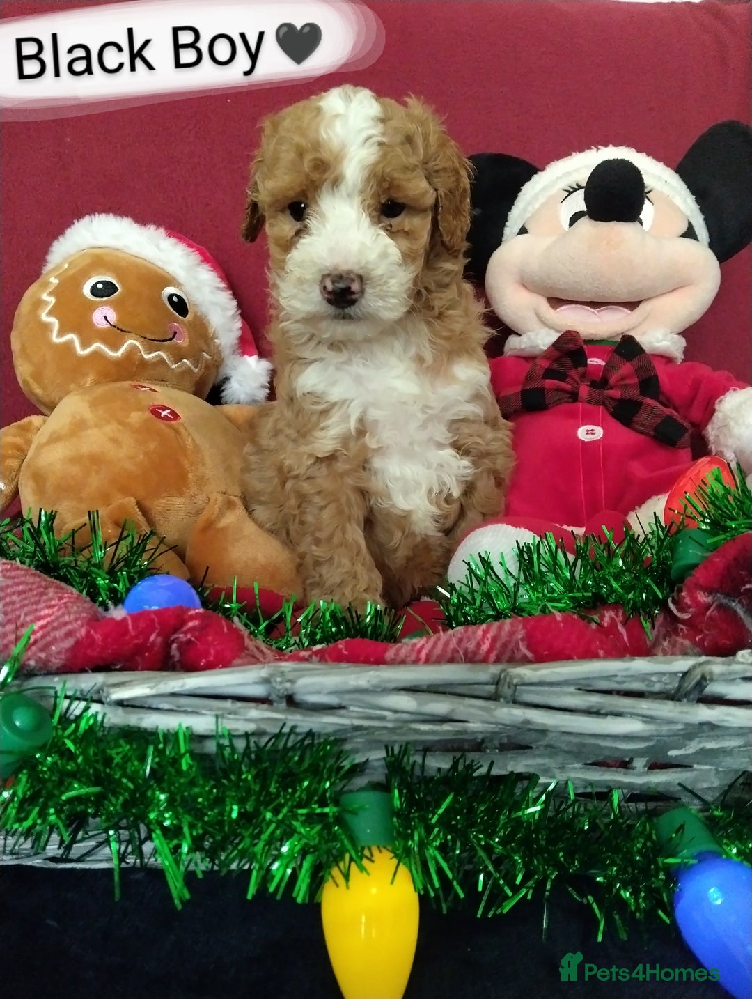 Cockapoo dogs for sale: * 1 Left* Beautiful Unique Cockapoo Puppies - Advert 1