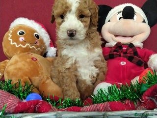 Cockapoo dogs * 1 Left* Beautiful Unique Cockapoo Puppies - Advert 6