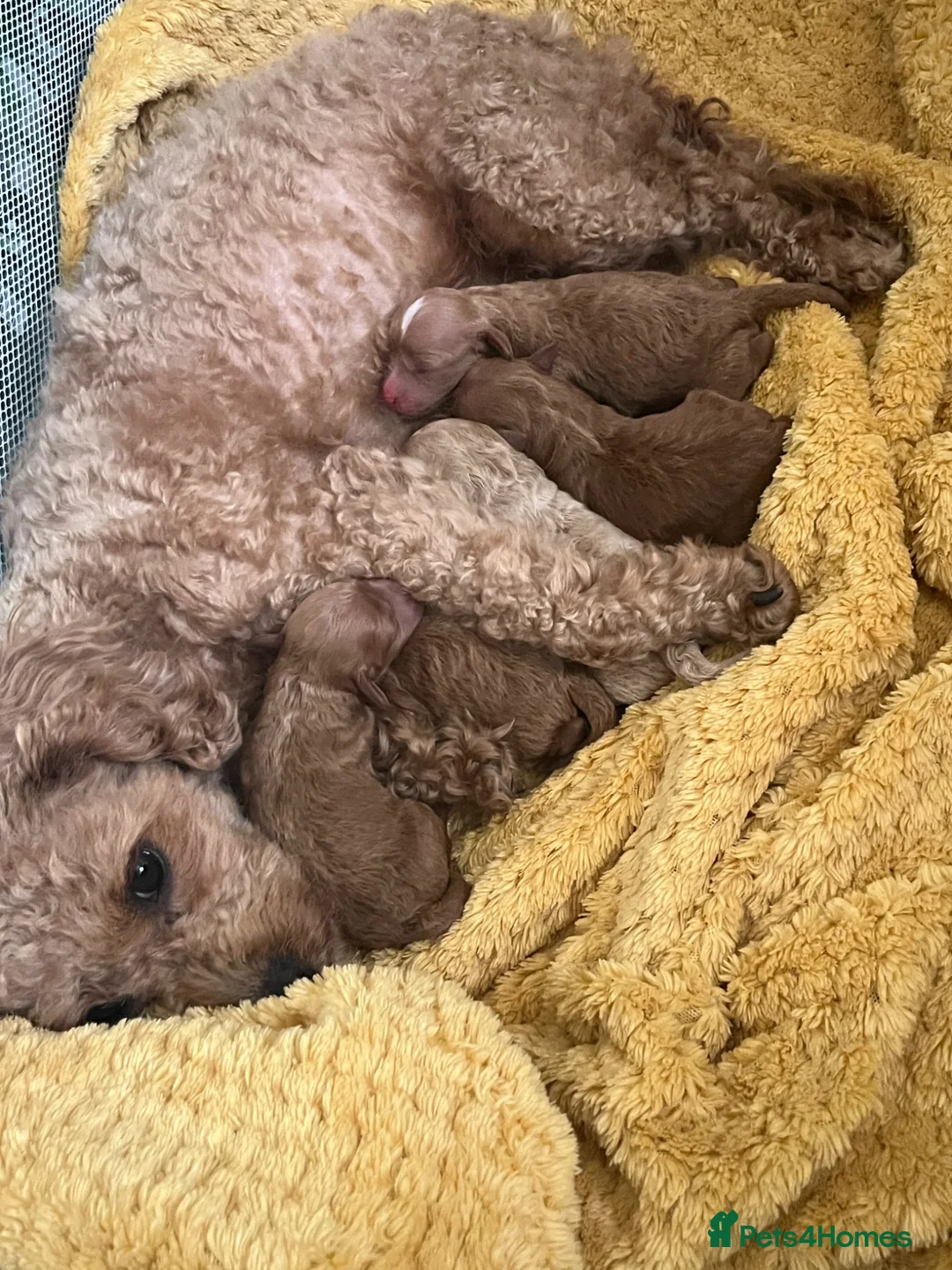 Poochon dogs for sale: Poochon puppies - ready start summer hols  - Advert 1