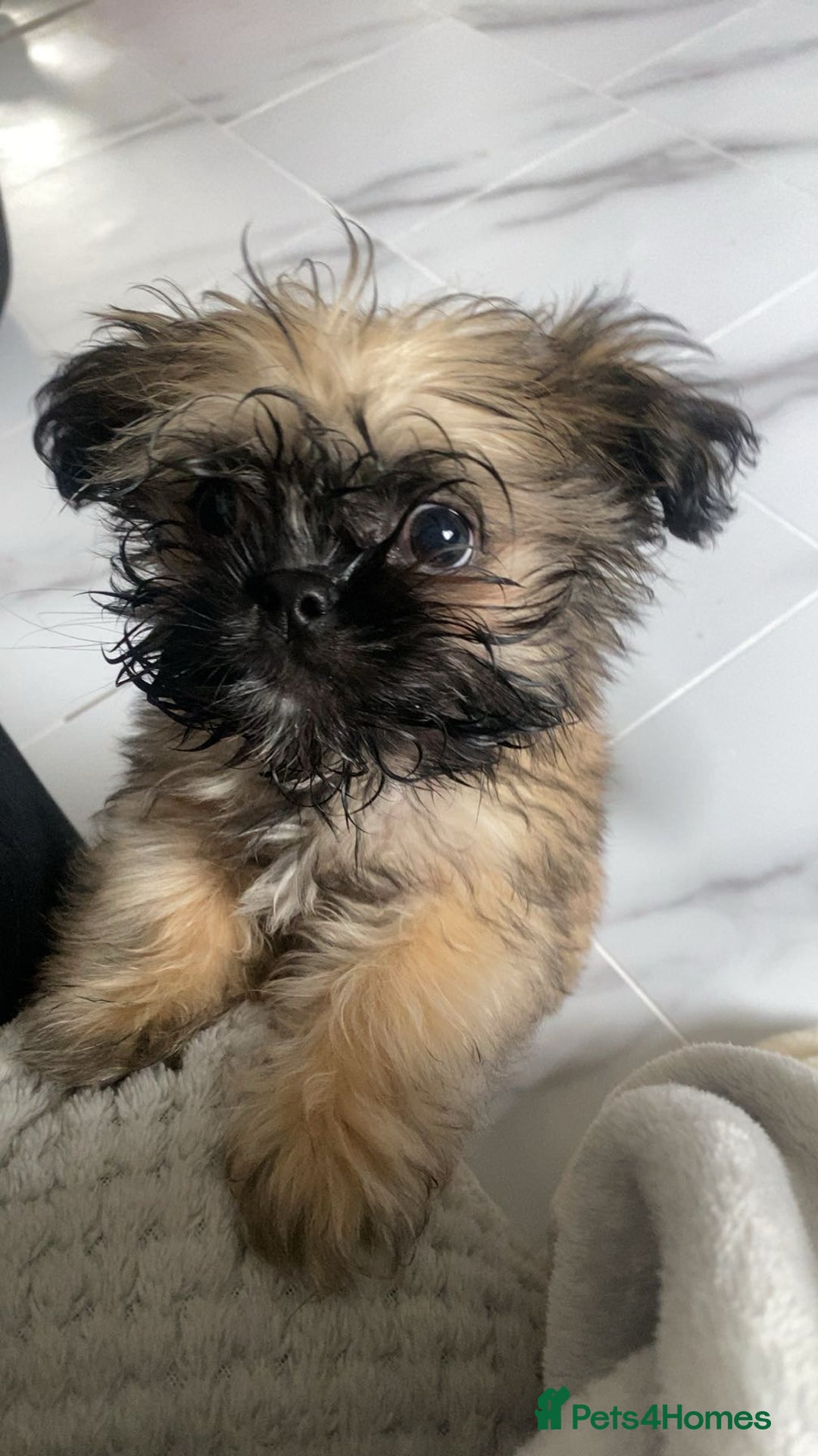 Shih Tzu dogs for sale: Shih Tzu Puppy - Advert 1