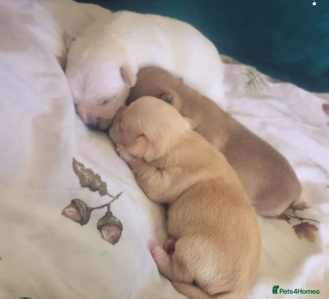 Chihuahua dogs for stud: Chihuahua for Stud - Advert 11