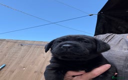 Labrador Retriever dogs for sale: Stunning black Labrador puppies  - Image 14