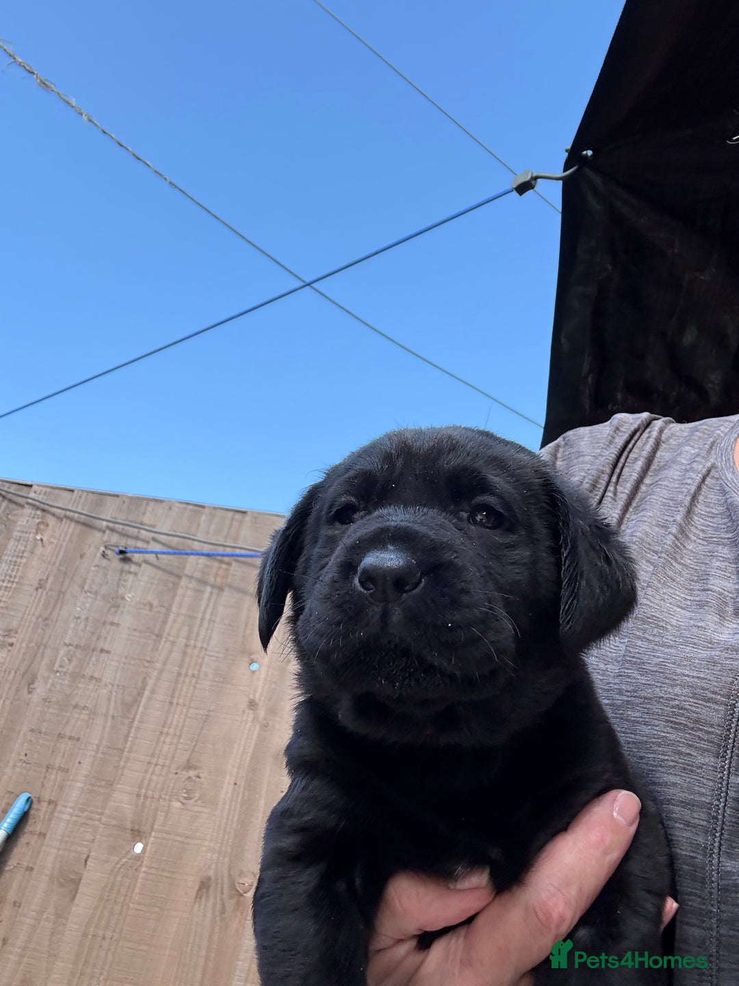 Labrador Retriever dogs for sale: Stunning black Labrador puppies  - Image 14