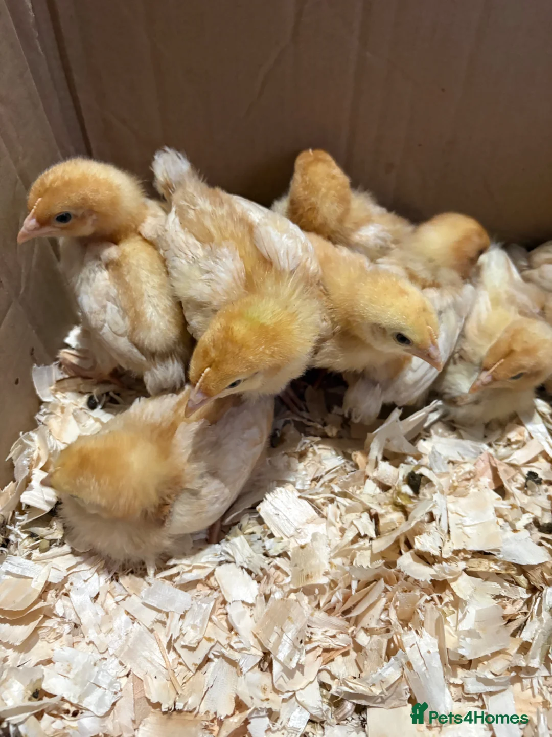 Chickens poultry for sale: Chicks For Sale £12 each or 2 for £20 - Advert 5