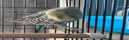 Budgerigars birds for sale: Baby budgies four sale 2026 baby’s  - Advert 2