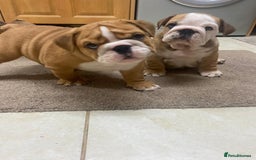 English Bulldog dogs for sale: Stunning Litter Of English Bulldog Puppies - Image 6
